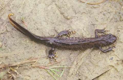 Great crested newt