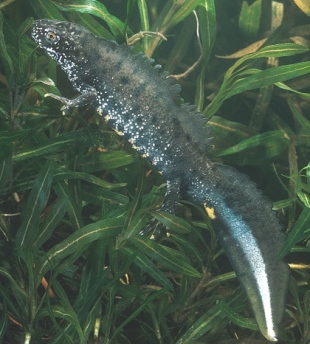 Great Crested Newt