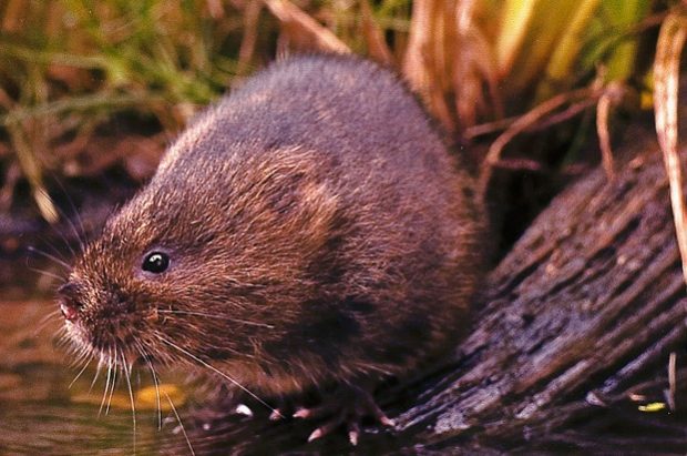 Water vole sits on the river bank 