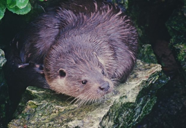 Photograph of an otter