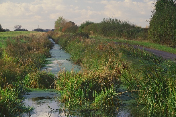 Water vole habitat Paul Glendell