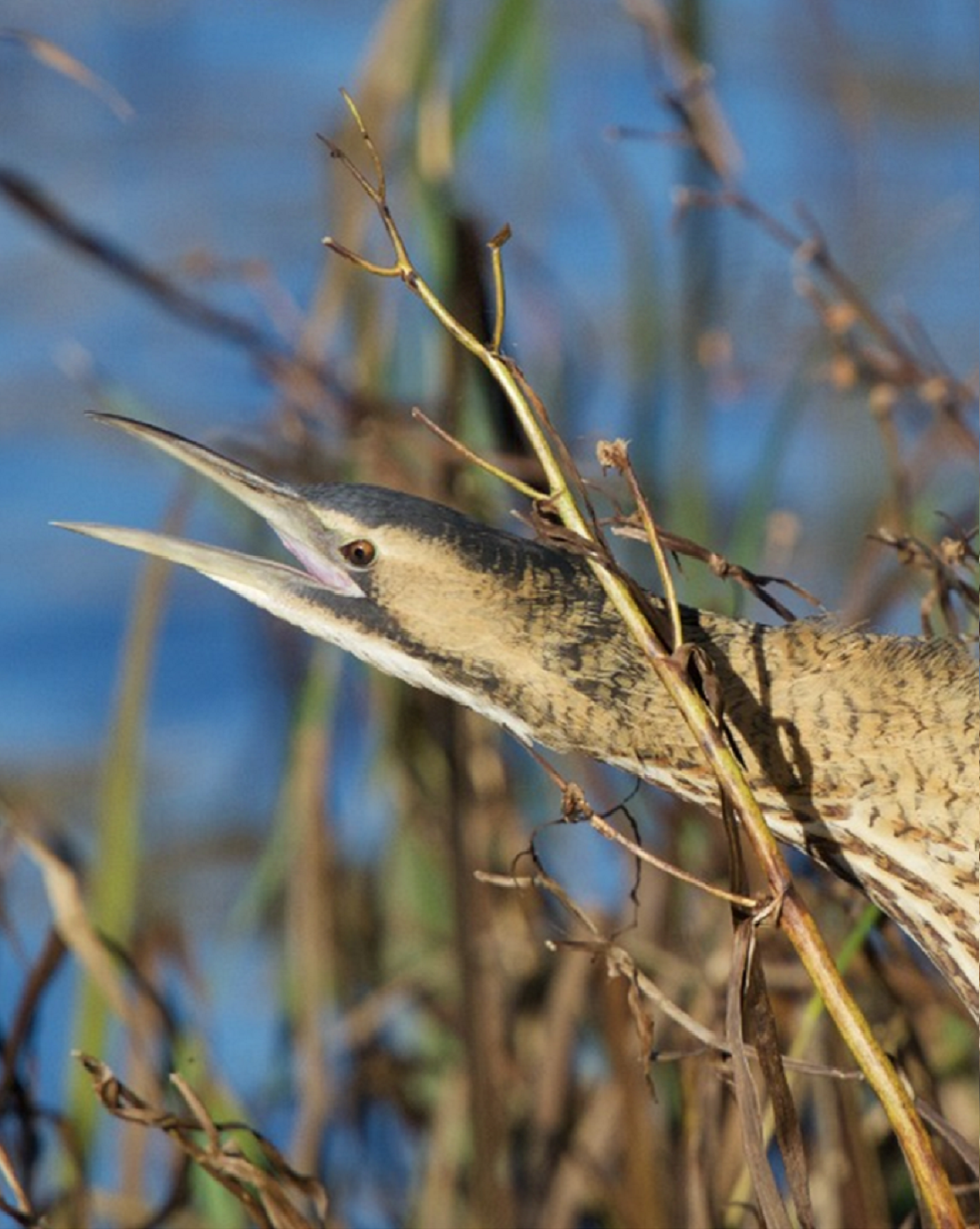 Bittern. Credit: akwildlifeimages