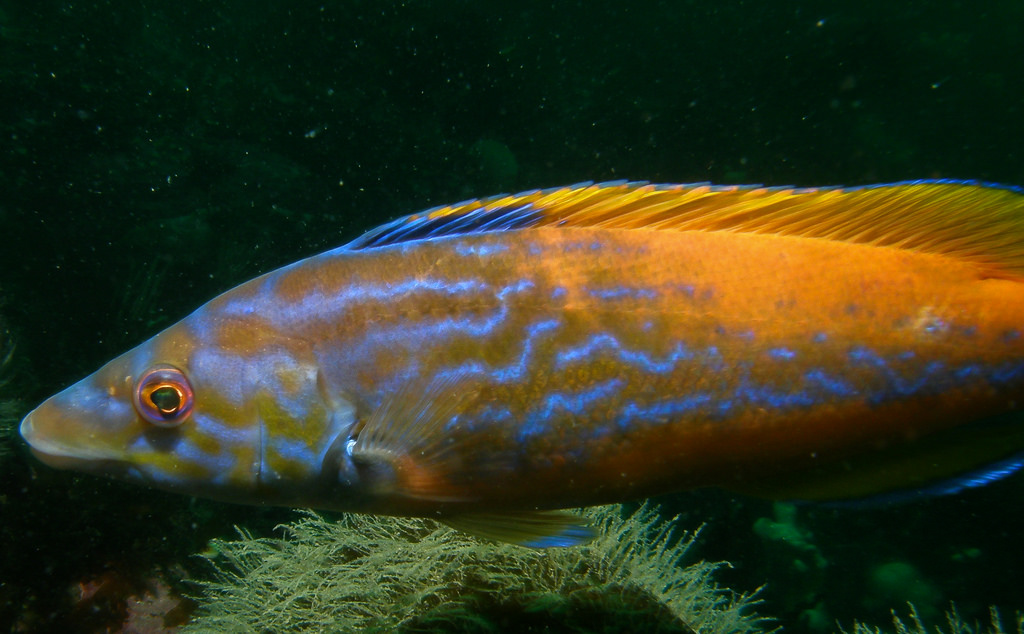 Male cuckoo wrasse. Credit: Ross Bullimore