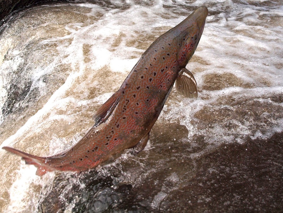 Leaping salmon. Credit: Environment Agency.