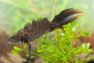 Protecting great crested newts – Natural England