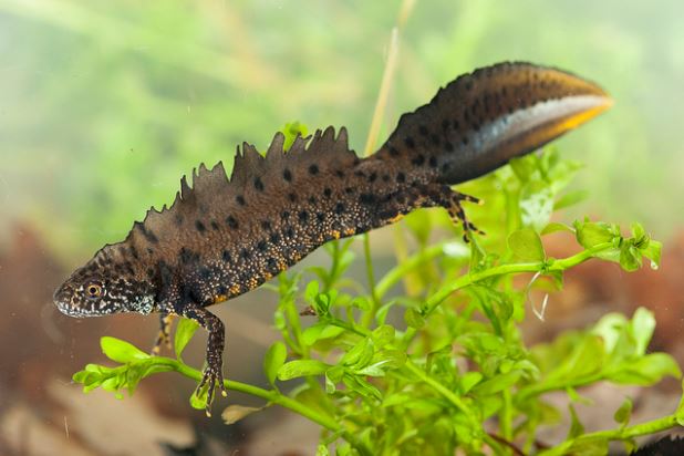 A male Great Crested Newt in breeding condition, with characteristic jagged crest and tail flash