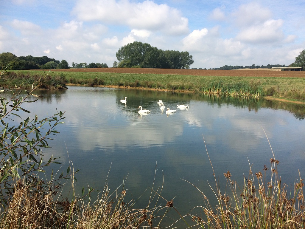 A sediment pond installed under CSF two years after creation. Credit: Andrew Russell Natural England). 