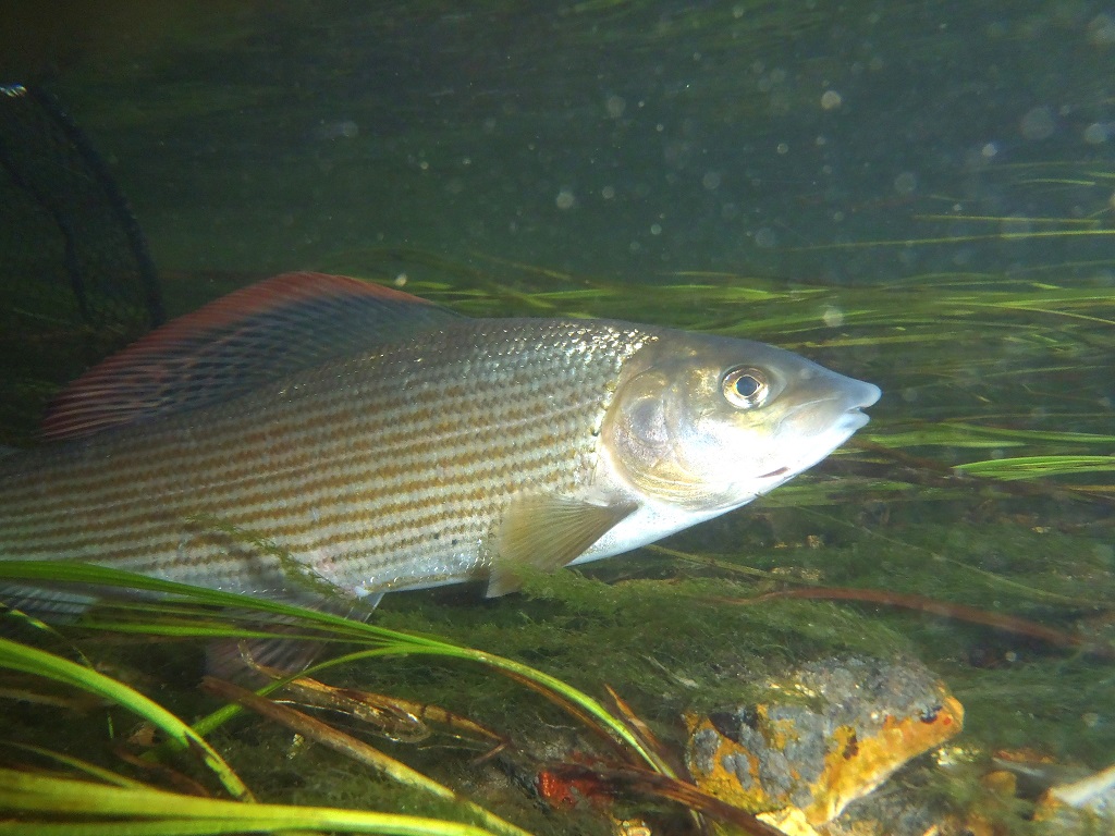 CSF is helping to protect our precious rivers and chalkstreams for the benefit of fish (grayling pictured) and other aquatic wildlife