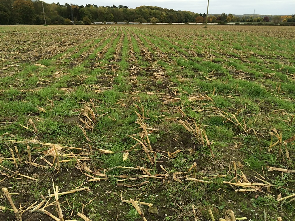 Inter row sowing of grass in maize under CSF to help keep soil in place over winter and soak up nutrients. Credit: Andrew Russell (Natural England). 