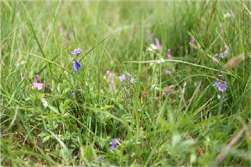 Rampisham Down: the future’s bright – Natural England