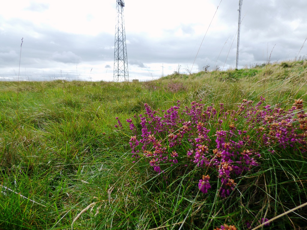 Rampisham Down: the future’s bright – Natural England