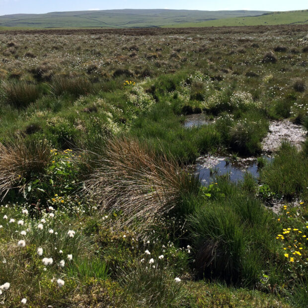 Typical plants of a healthy bog including cotton grass and sphagnum moss