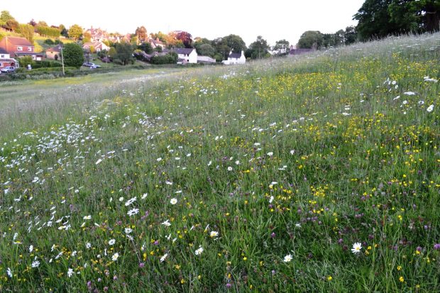 How to create a wildflower meadow - Natural England