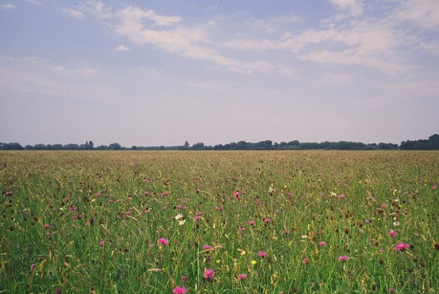 Establishing a Wildflower Meadow