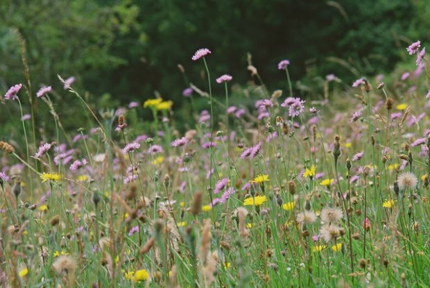 How to grow a wildflower meadow