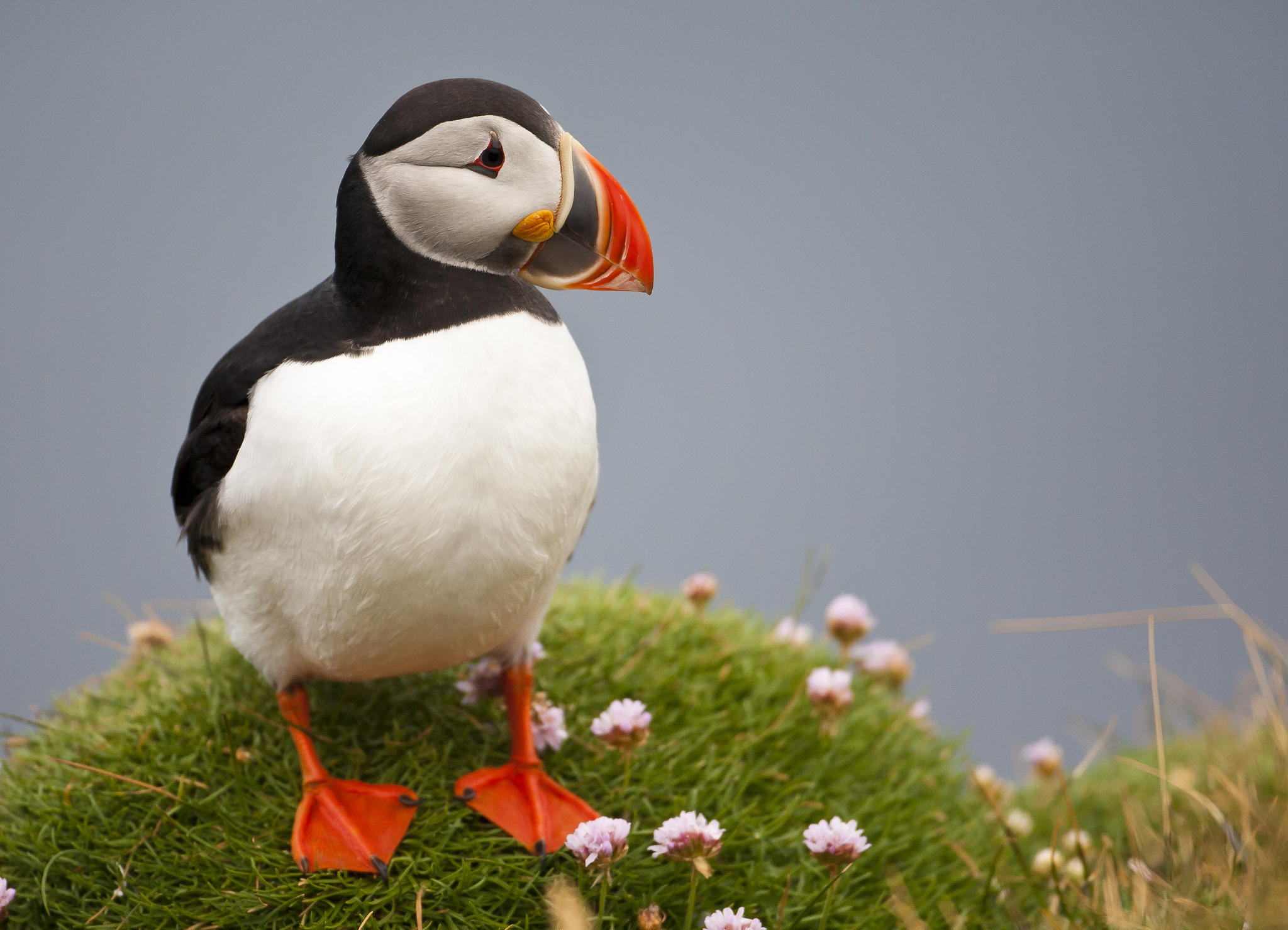 Everyone loves puffins. So how are these adorable seabirds faring