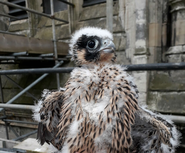 peregrine falcon