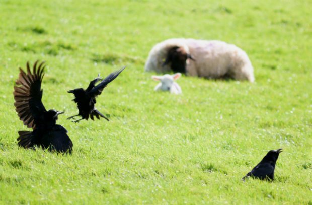 UK Ravens