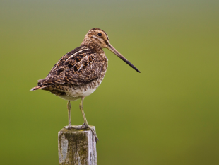 Looking after our breeding waders on upland farms – Natural England