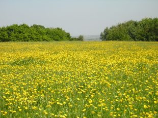 Wildflower meadow with yellow flowers