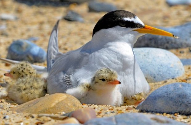 little tern and chick 