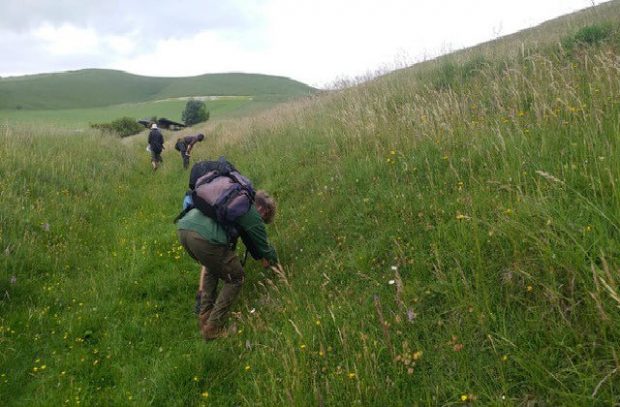 volunteers on Wiltshire's chalk grasslands