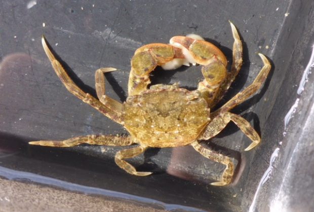 A yellow Hemigrapsus takanoi crab 