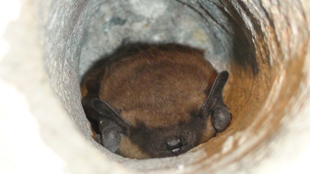 a red haried bat peaking out of a hole