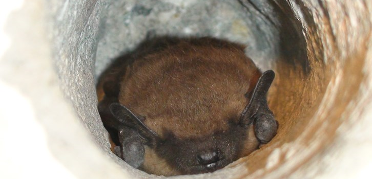 a red haried bat peaking out of a hole