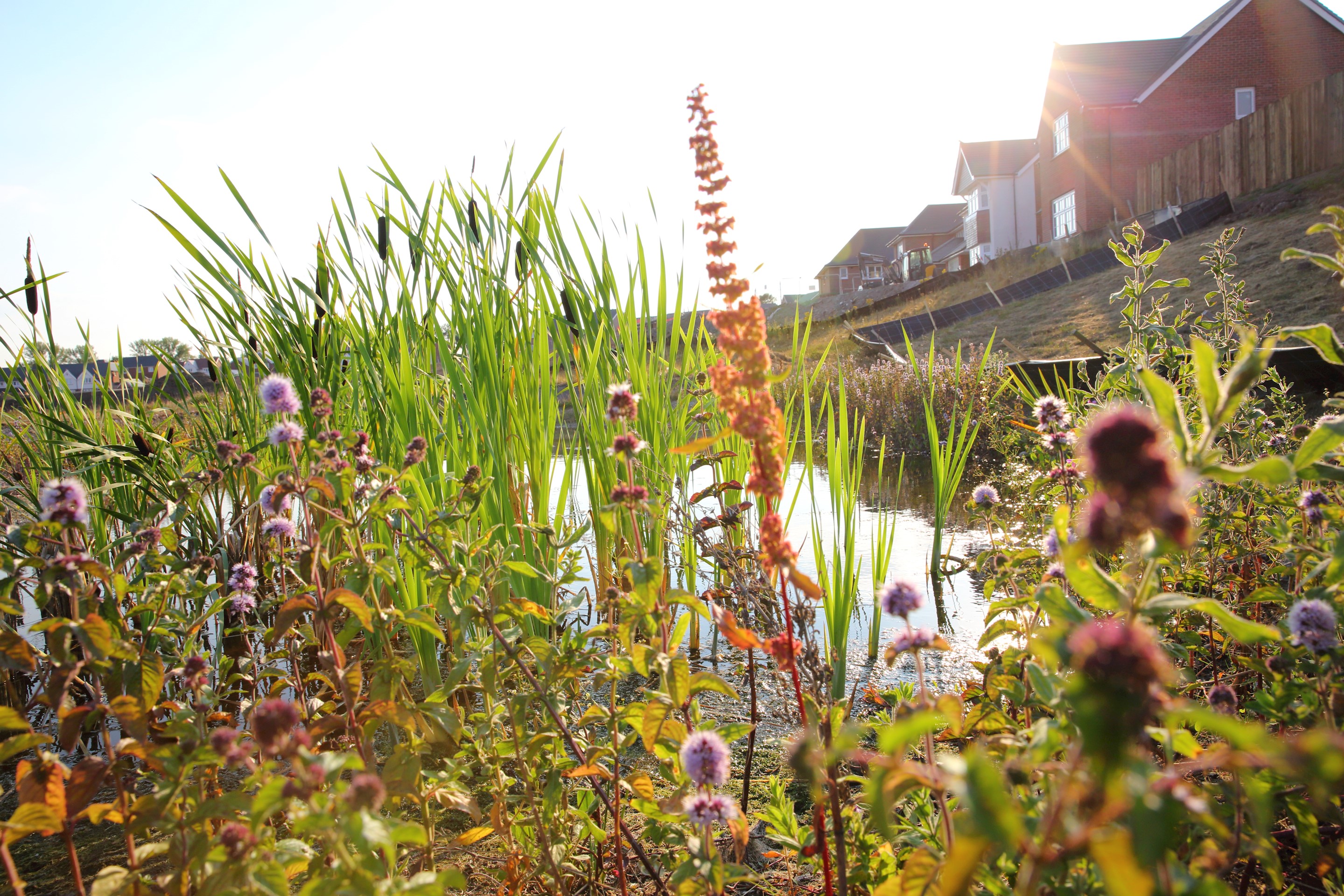 Wild flowers beside a pond with a new housing in the background