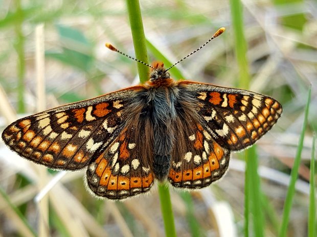 Marsh Fritillary butterfly