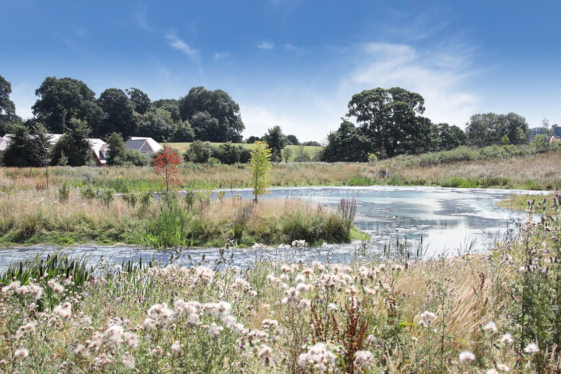 Wildflowers in front of pond at Saxon Brook, Exeter