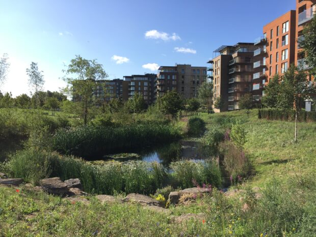 meadow and pond in front of a new housing development