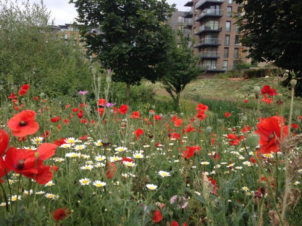 poppy meadow in front of a modern housing development