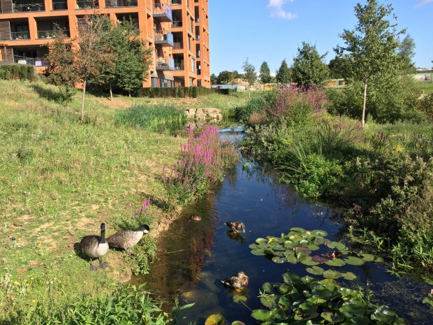 Geese by a pond, in front of a new red brick housing development