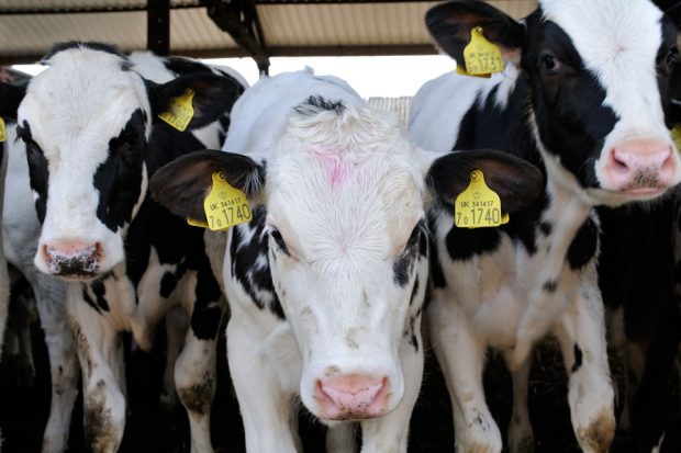 A black and white cow with its ears tagged