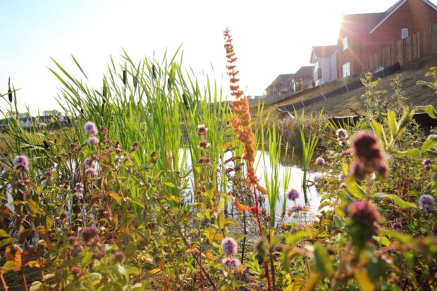 Wild flowers by a pond