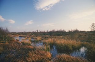 Re-wetted peat workings at Thorne Moors