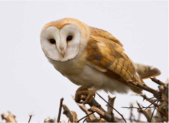 A picture of a barn owl