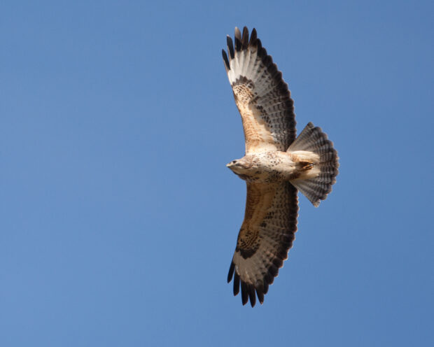 A common buzzard soaring with wings spread against a blue sky