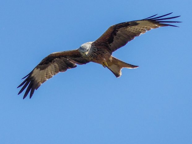 A red kite bird soaring against a blue sky