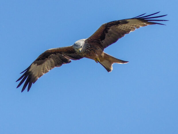 red kite nesting sites