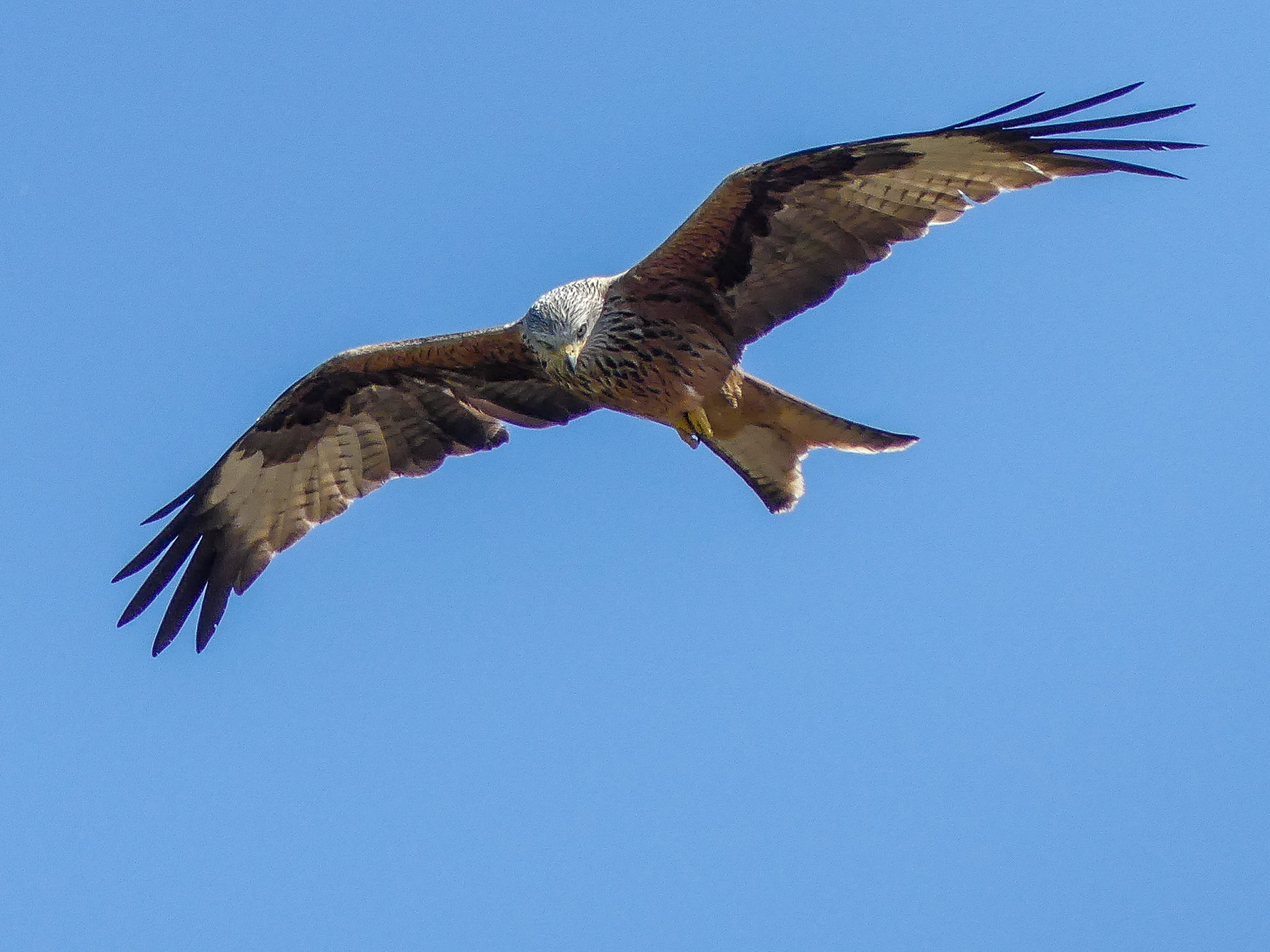 red kite bird in flight