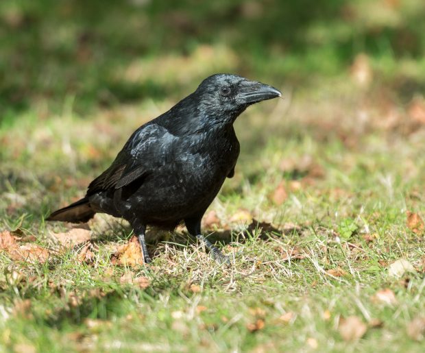 a black carrion crow sat on a grassy lawn