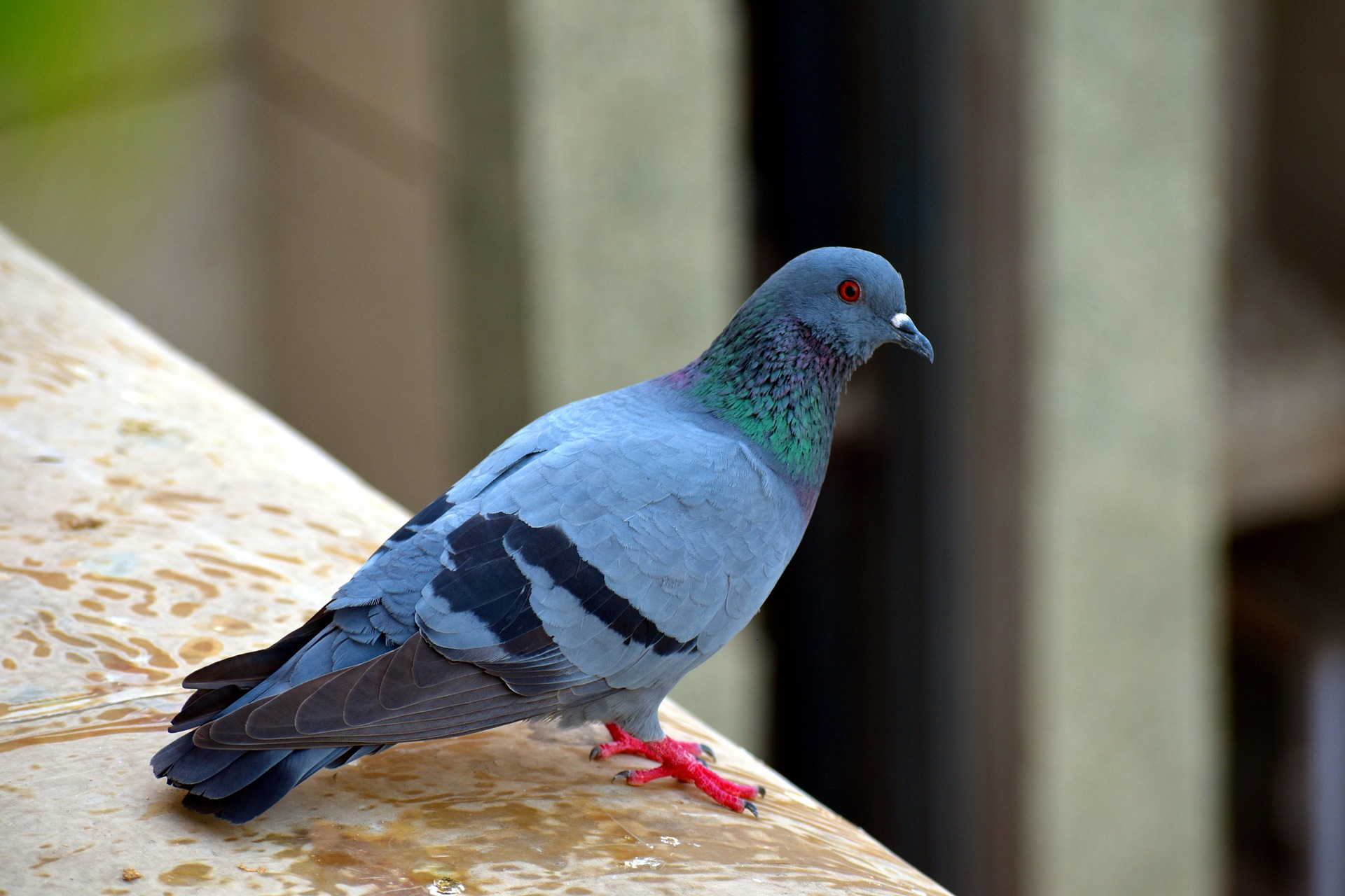 A feral pigeon on a rooftop