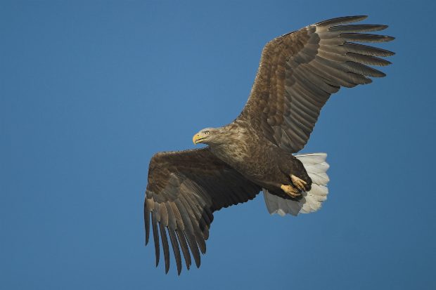 An image of a white-tailed eagle soaring in the sky