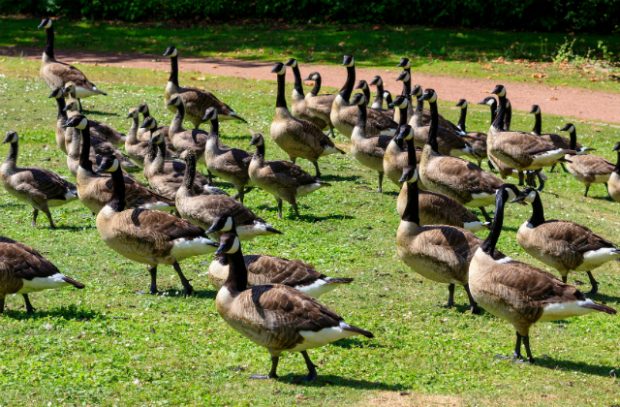 A flock of Canada geese in a field