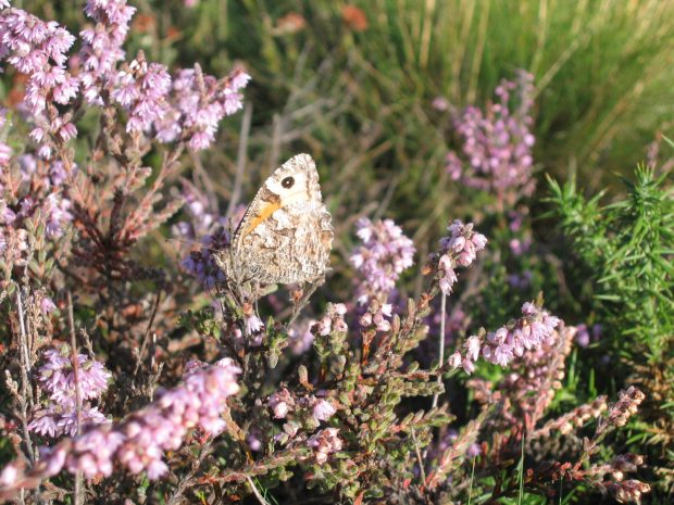 An image of a butterfly resting on flowers