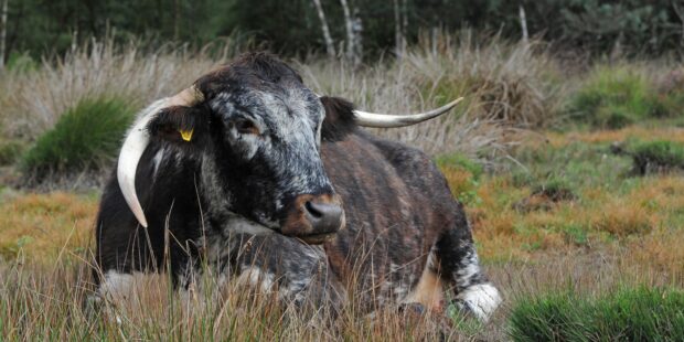 Horned grey cow lying down in a grassy field.