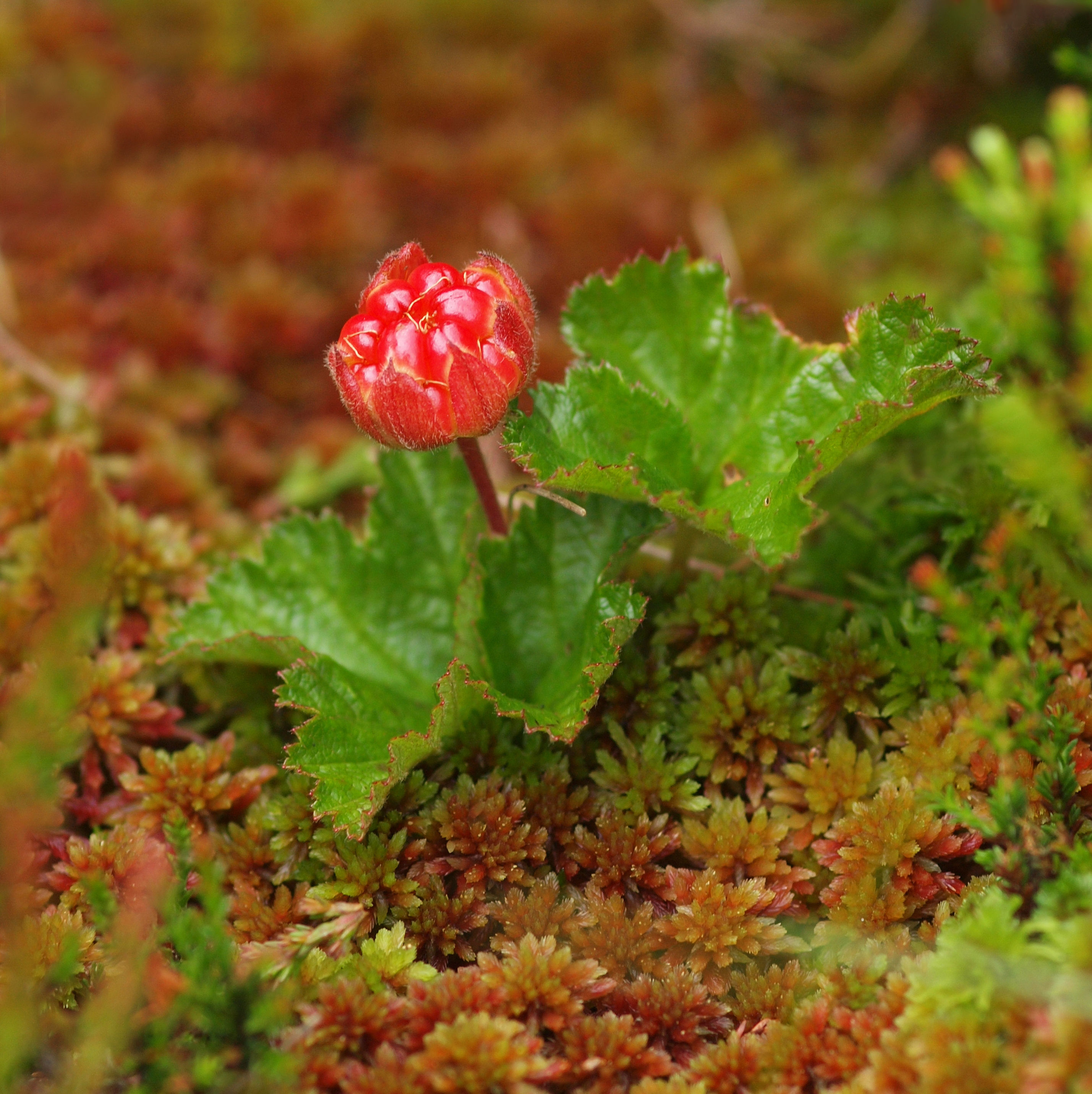 Picture of Sphagnum